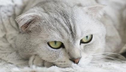 开云体育博彩-巴黎圣日耳曼战胜里昂在法甲排名继续领先，巴黎圣日耳曼对阵里昂