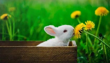 开云体育博彩-巴黎圣日耳曼战胜里昂在法甲排名继续领先，巴黎圣日耳曼对阵里昂